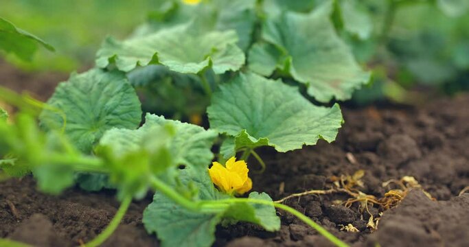 Melons and pumpkins bloom, large leaves of plants lie on the ground. Growing natural vegetables in the village, eco-products. 4k, 10bit, ProRes