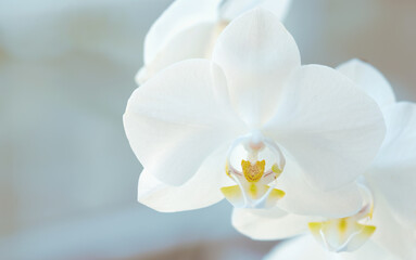 Naklejka na ściany i meble Close-up elegance tropical flowers Orchidaceae macro 