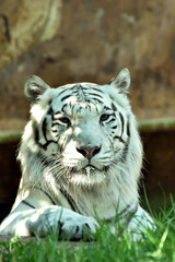 Testa di tigre bianca