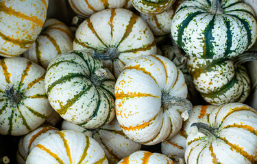 Mini pumpkins