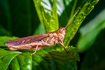 Grasshopper taking sunbath III