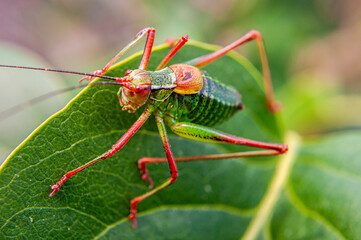 Colorful cricket on the leaf II