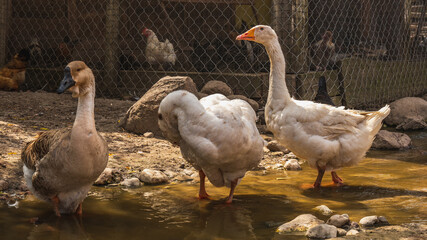 A duck and a goose soak their feet in water.
