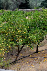 Fototapeta na wymiar lemon trees