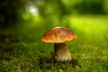 A beautiful white mushroom with a brown cap on a blurred green background in the grass