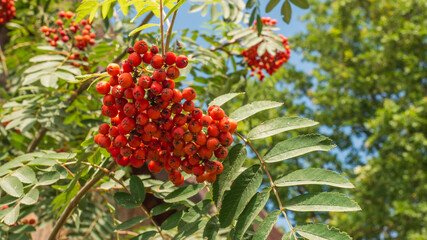 Brush with ripe berries of red mountain ash on a branch with oblong green leaves