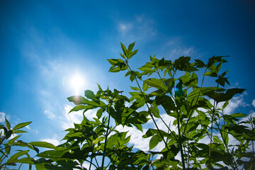 Obraz premium 夏空