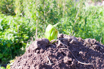 Green pepper on a Compost Heap. Close up macro.