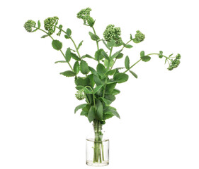 Hylotelephium spectabile (Sedum spectabile or showy stonecrop) in a glass vessel on a white background