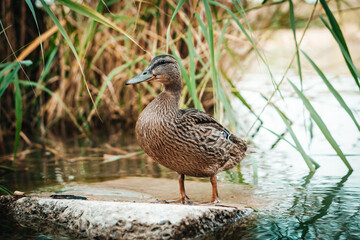 Standing beautiful brown duck on a rock. Closeup perspective of funny duck.