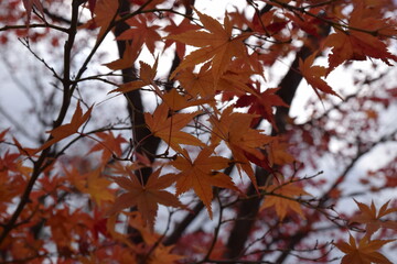 autumn leaves in the forest