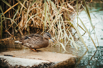 Standing beautiful brown duck on a rock. Detail close up on funny duck.