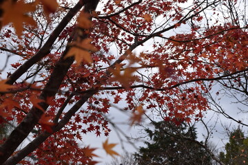 red maple leaves