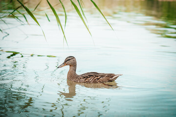 Amazing mallard duck swims in lake or river with blue water under sunlight landscape. Closeup perspective of funny duck.