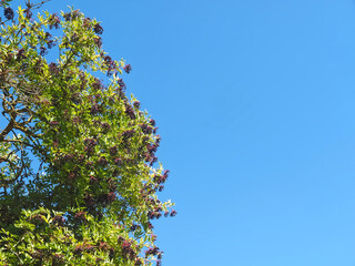 Sweet elders at an elder bush with blue sky