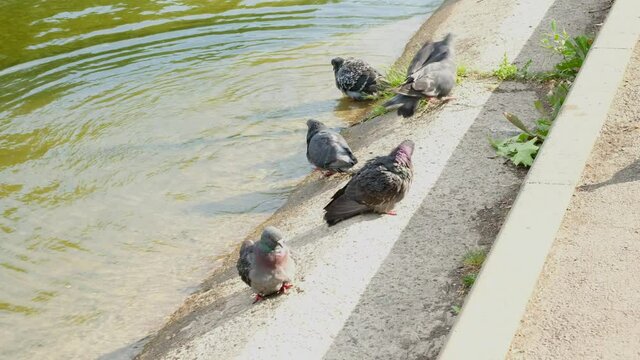 Pigeons on banks of river or lake. Birds in park in summer.