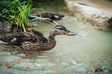 Amazing baby mallard duck swims in lake or river with blue water under sunlight landscape. 