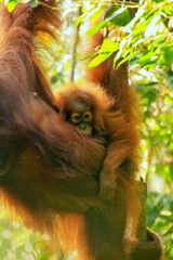 Baby Sumatran orangutan next to its mother n Gunung Leuser National Park, Sumatra, Indonesia