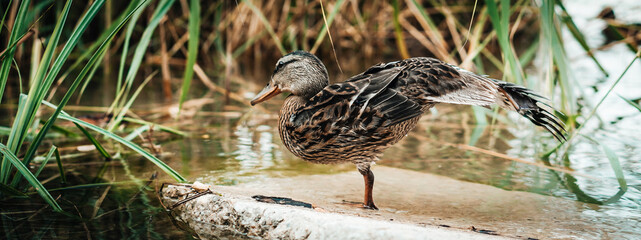 Banner standing beautiful brown duck on a rock. Detail close up on funny duck.