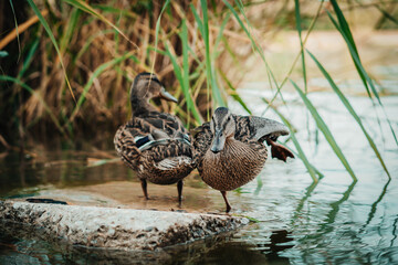 Standing beautiful brown ducks on a rock. Detail close up on funny ducks.