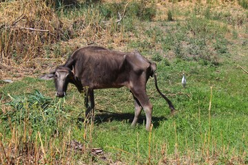 Buffalo in the field eating wit a white bird standing in the background in Egypt