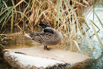 Standing beautiful brown duck on a rock. Detail close up on funny duck.