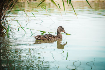 Amazing mallard duck swims in lake or river with blue water under sunlight landscape. Closeup perspective of funny duck.