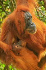 Fototapeta premium Female Sumatran orangutan with a baby sitting on a tree in Gunung Leuser National Park, Sumatra, Indonesia