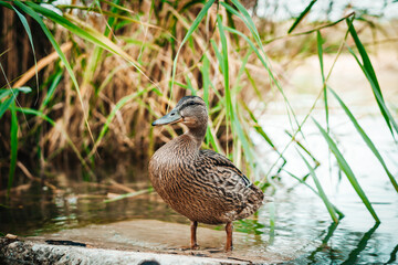 Standing beautiful brown duck on a rock. Closeup perspective of funny duck.