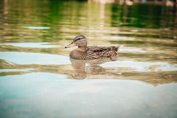 Amazing mallard duck swims in lake or river with blue water under sunlight landscape. Closeup perspective of funny duck.