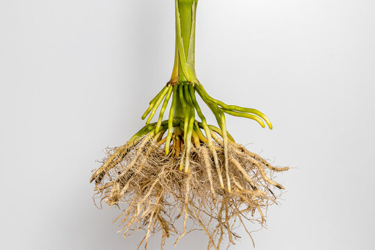 Closeup of cornstalk root system of corn plant isolated on white background. Concept of agriscience, agronomy, GMO and biotechnology