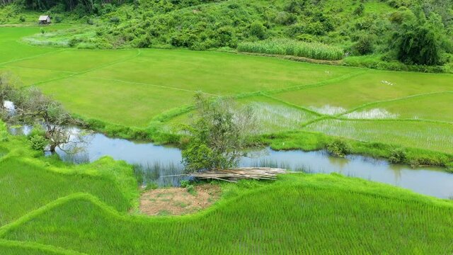 A river in the middle of water rice fields in Asia, Laos, between Vientiane and Luang Prabang, in summer, on a sunny day.