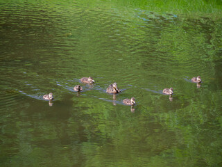 Duck family swims on the green lake