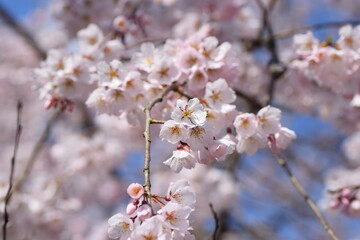 cherry blossom in spring