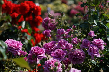 Light Purple Flower of Rose 'Scented Air' in Full Bloom
