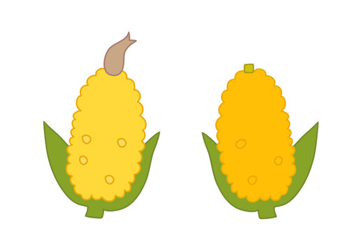 とうもろこしイラスト の画像 462 件の Stock 写真 ベクターおよびビデオ Adobe Stock