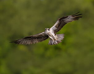 Osprey in Flight on Green Background