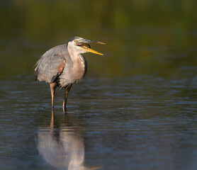 Great Blue Heron Caught a Fish on Green Background