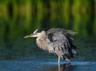 Puffed Great Blue Heron  Portrait on Green Background