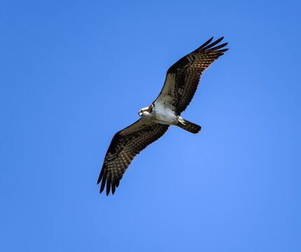 Osprey in Flight on Blue Sky