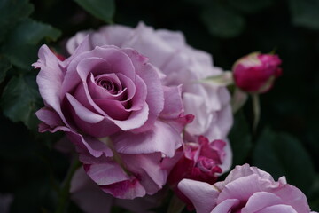 Light Purple Flower of Rose 'Secret Perfume' in Full Bloom
