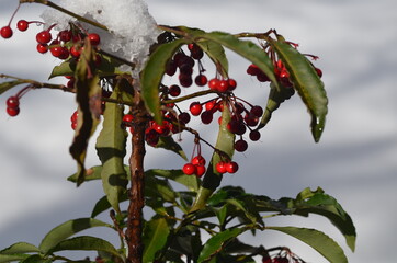 red berries on a tree