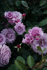 Obraz na płótnie Canvas Light Purple Flower of Rose 'Secret Perfume' in Full Bloom 