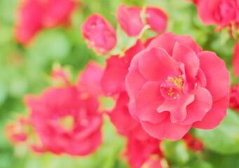 Obraz premium grandes rosas rojas en el jardín con fondo verde desenfocado, bokeh, primavera, rojo, vintage, color, hermoso, floración de primavera