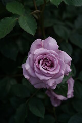 Light Purple Flower of Rose 'Secret Perfume' in Full Bloom
