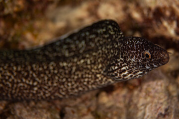Spotted Moray Eel