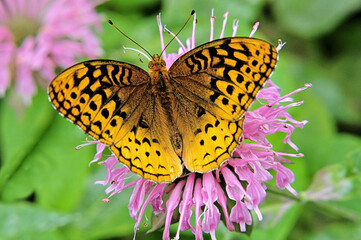 Example of natural flower pollination. Closeup of common yellow-orange Mormon Fritillary butterfly (Speyeria mormonia) attracted to pink bee balm blossom.