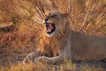 Young male lion roaring