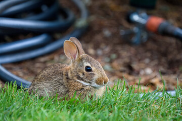 Naklejka na ściany i meble Baby native rabbit grazing on a lawn with a black hose and sprinkler in the background 