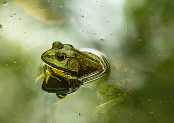 Frog in Water